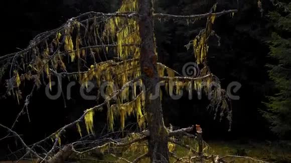 长在树枝上的胡子苔藓古老的落叶松落叶松树枝上的地衣起重机的移动森林的老破树H视频的预览图