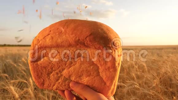小麦落在美味的白面包上慢动作麦粒落在母手的面包上落在麦地上视频的预览图