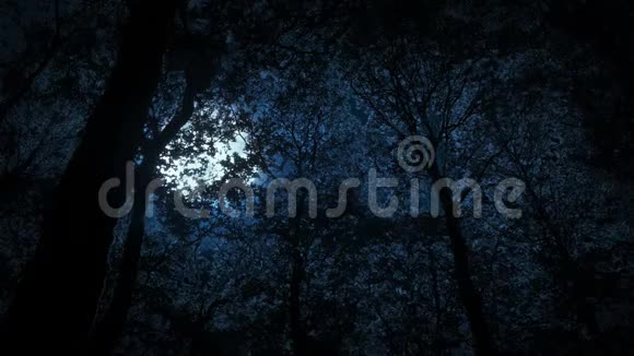 巨大的可怕的月亮在森林后面发光视频的预览图