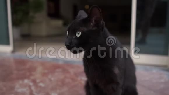 黑猫坐在大楼入口处动作缓慢视频的预览图