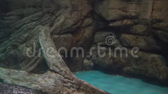 4k灰海豹在亚洲海洋馆水下游泳视频的预览图