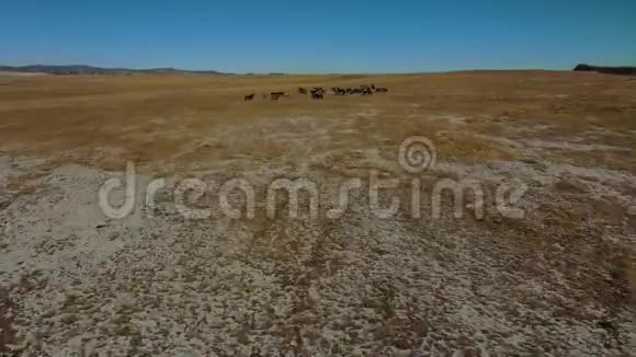 秋季在哈萨克斯坦平原放牧马匹的空中镜头视频的预览图