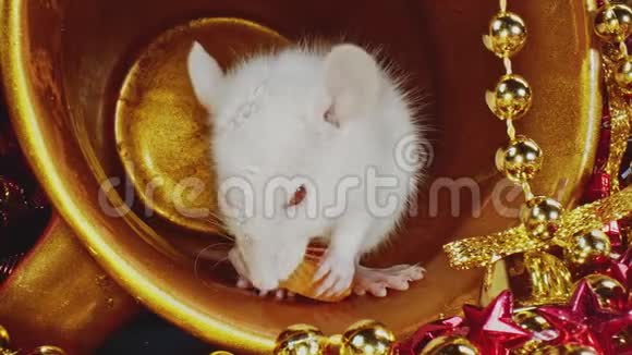 从宏观上看白色家鼠在金瓶里吃东西视频的预览图