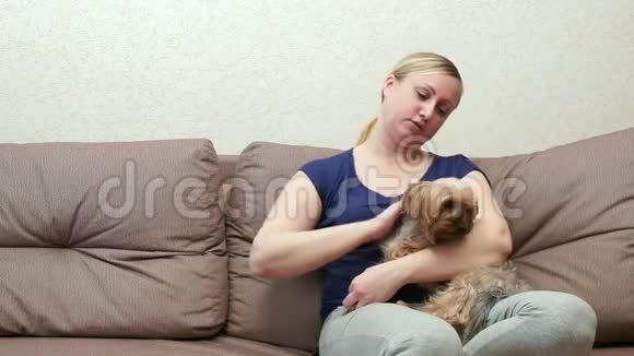 一个女人坐在沙发上抚摸一只舒缓的约克郡猎犬视频的预览图