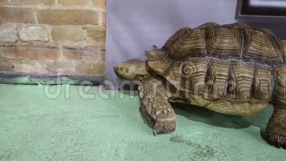 苗圃或动物园里的陆地巨型乌龟海龟的展览一种脊索动物巨大的乌龟视频的预览图