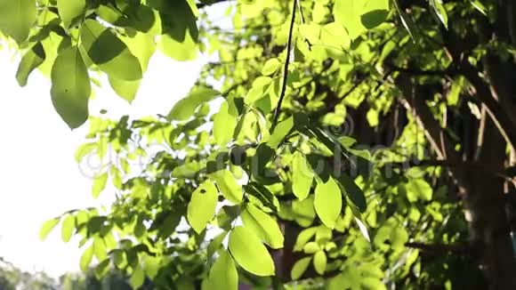 落霞光中的核桃树视频的预览图