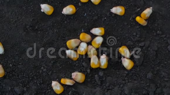 黑土上的玉米粒视频的预览图
