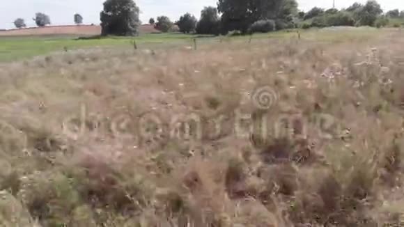 农村地区的草地草地和树木视频的预览图