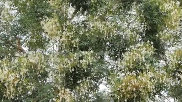 软木树的白花视频的预览图