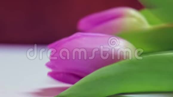 春天的花束桌上的粉红色郁金香三月八日的节日礼物情人节或母亲节视频的预览图