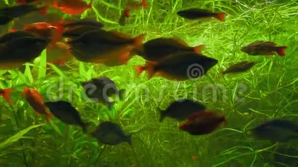 黑藻鱼在海藻玻璃后面的水族馆里游泳视频的预览图