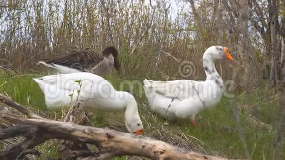 白鹅和灰鹅穿过草地吃草视频的预览图