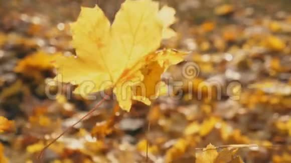 镜头跟随黄色的枫叶在秋天的森林中落在地上阳光照亮干枯的落叶五彩缤纷视频的预览图