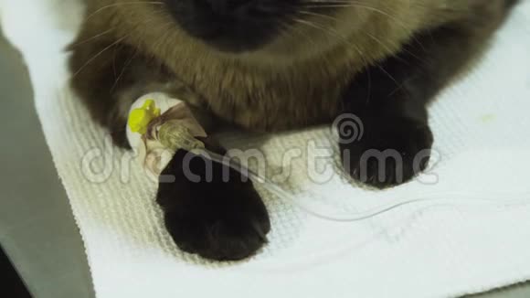 带导管的猫在诊所的兽医视频的预览图