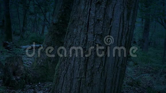 傍晚林地中的树树干视频的预览图