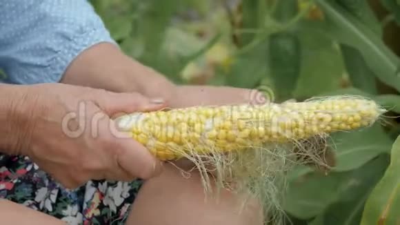 农民从树叶和头发上清理成熟玉米的视频的预览图