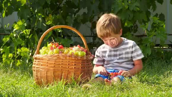 收获乡村的秋天篮子里的葡萄在户外吃葡萄的男孩男孩拿着一串葡萄视频的预览图