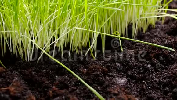 农业和园艺的概念新鲜绿色和肥沃的农业植物视频的预览图
