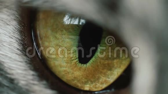 猫眼宏观视频的预览图