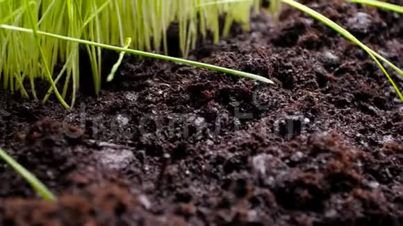 农业和园艺的概念新鲜绿色和肥沃的农业植物视频的预览图