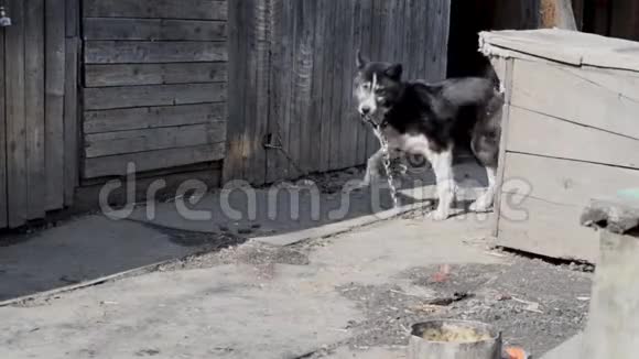 狗在院子里系着皮带在白天吃东西视频的预览图