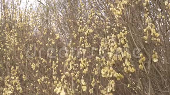 灌木上柳树的松芽自然春天特写视频的预览图