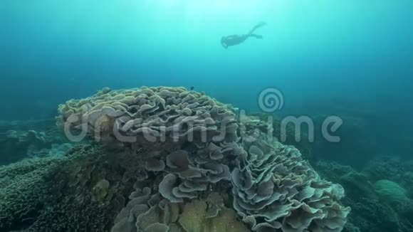 热带暗礁旁边的潜水员视频的预览图