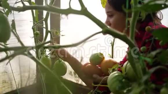 一个女农民在温室里收割持有蔬菜的农民番茄有机收获农产品食品视频的预览图