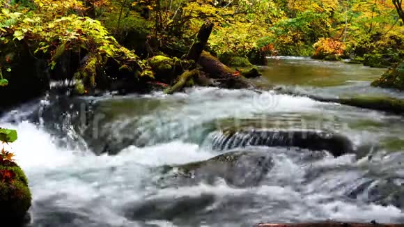 美丽的景色清澈的溪流湍急的河流在秋天穿过五彩缤纷的观叶林视频的预览图
