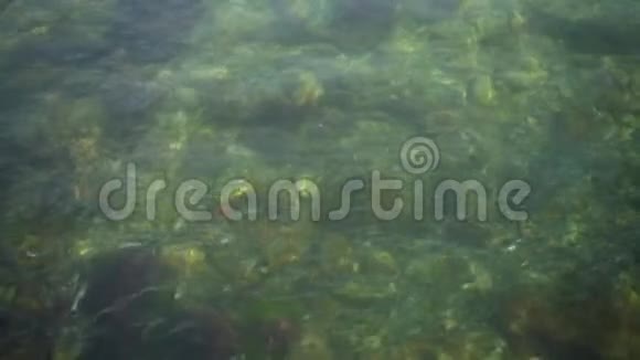 夏天在透明的蓝色波浪水下有一群奇异的鱼视频的预览图