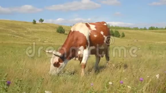 草地上的一头牛嚼草动物牛的特写视频的预览图