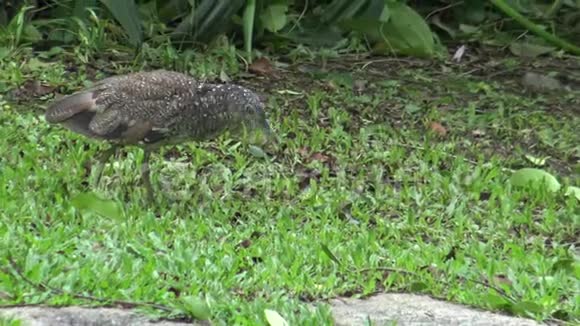 4K马来西亚夜鹭在台北大安公园猎食蚯蚓视频的预览图