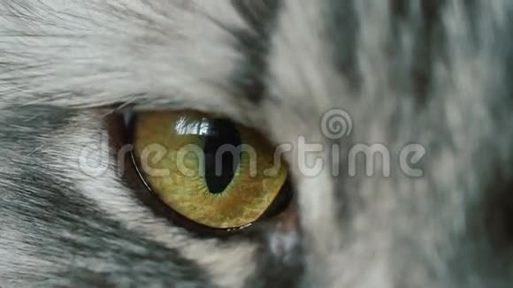 猫眼宏观视频的预览图