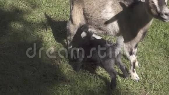 一个山羊的孩子吸牛奶视频的预览图