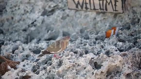 岩石上的小鸟视频的预览图