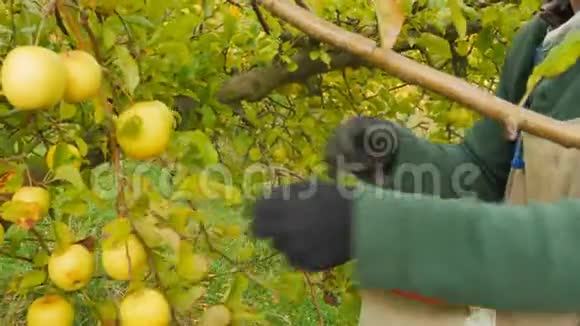 工人把金黄可口的苹果放进采摘的袋子里视频的预览图