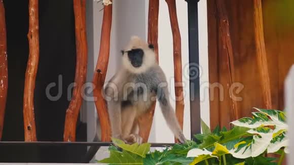 有趣可爱的白猴子坐在装饰木制建筑栅栏上吃阳光明媚的斯里兰卡异国度假村的叶子视频的预览图