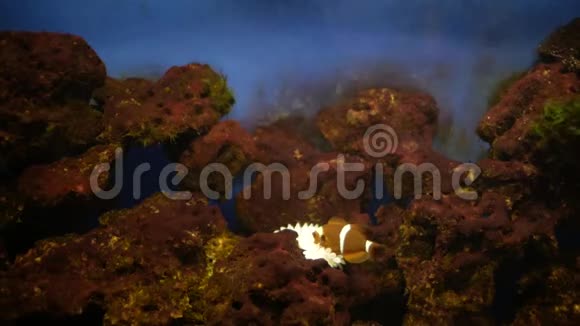 水族馆浮游生物中的小丑鱼视频的预览图
