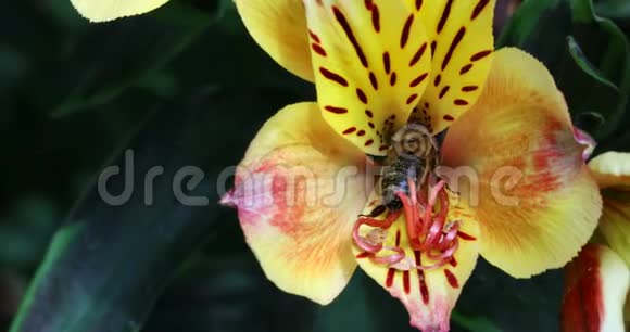 蜜蜂在美丽的花朵里享受花蜜视频的预览图