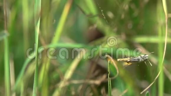 飞蛾与蜘蛛搏斗动作缓慢视频的预览图