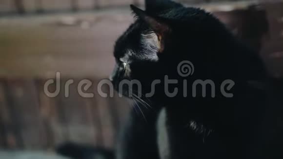 漂亮的黑猫特写一只非常漂亮的动物环顾四周视频的预览图