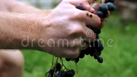 葡萄水果家庭葡萄酒加工彻底粉碎视频的预览图