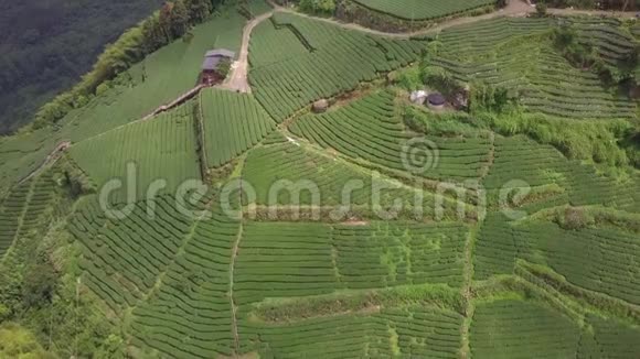 台湾阿里山地区大型茶园鸟瞰图视频的预览图