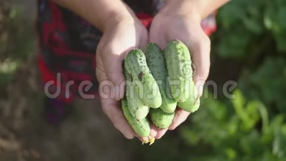 女人拿着刚收获的黄瓜有机食品健康营养和收获的理念视频的预览图