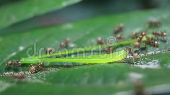 一只棕色的小蚂蚁在绿色的假期里沿着一条蚱蜢的腿在吃和拖视频的预览图