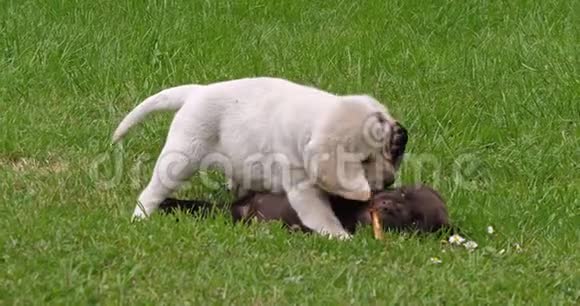 黄色拉布拉多猎犬和棕色拉布拉多猎犬小狗群在草坪上玩耍法国诺曼底慢动作视频的预览图