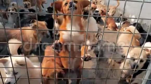 在动物收容所里不同品种的流浪狗寻找和等待人们来收养住房视频的预览图