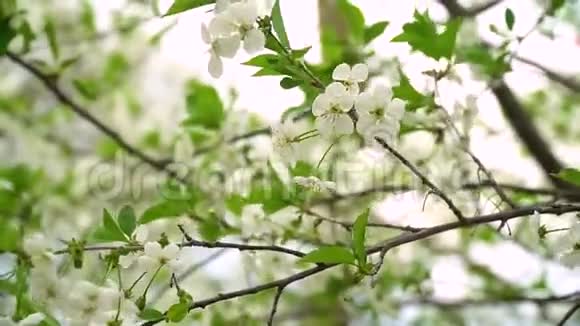 一棵盛开的树春天蓝天下美丽的白花果树樱花视频的预览图