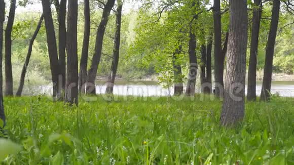 穿过森林和橡树的湖泊或河流的景色视频的预览图