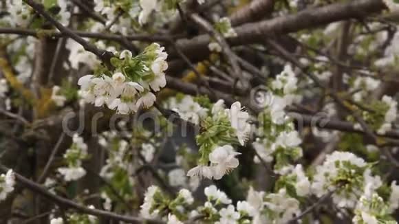 樱桃有美丽的白花视频的预览图